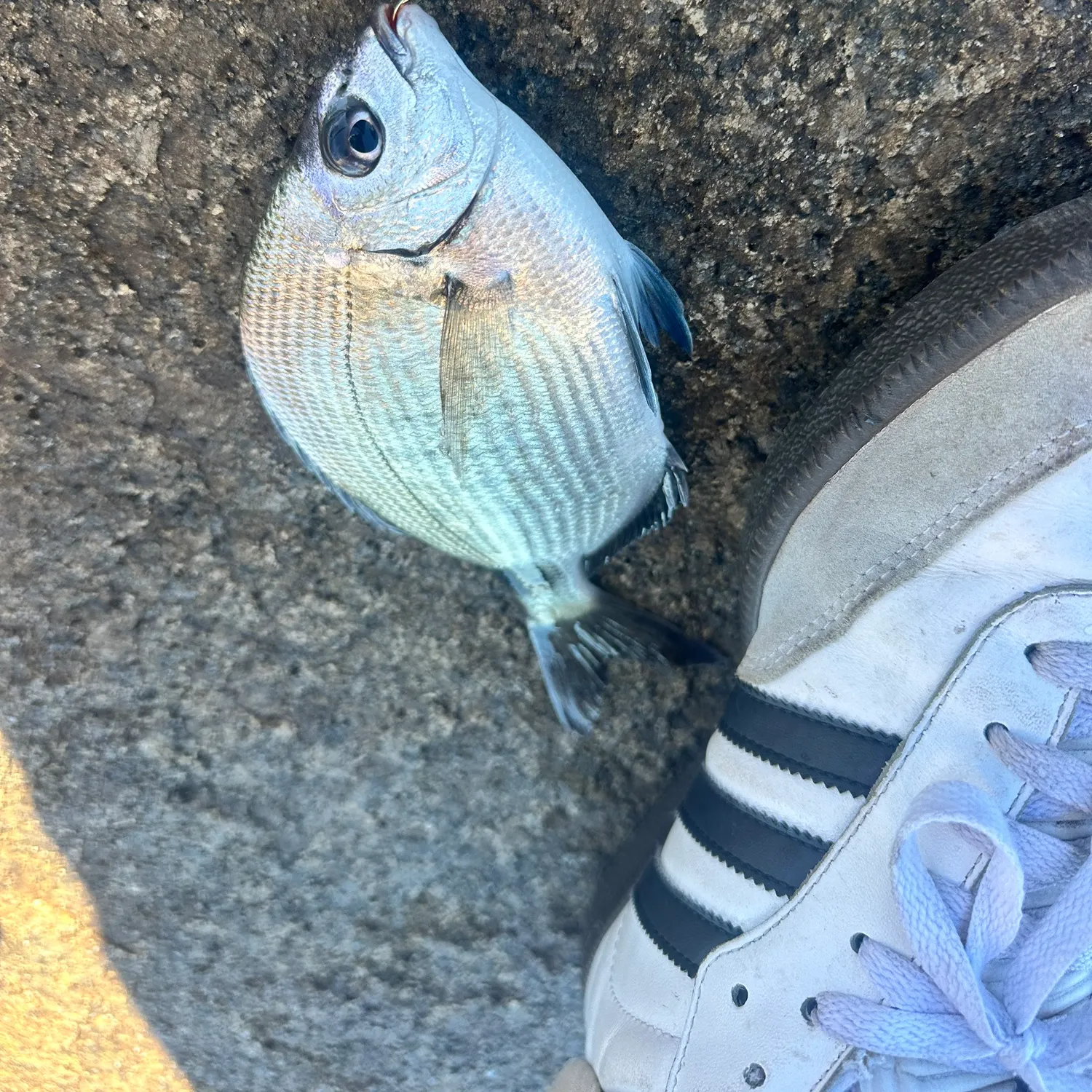 The most recent Spottail seabream catches on Fishbrain