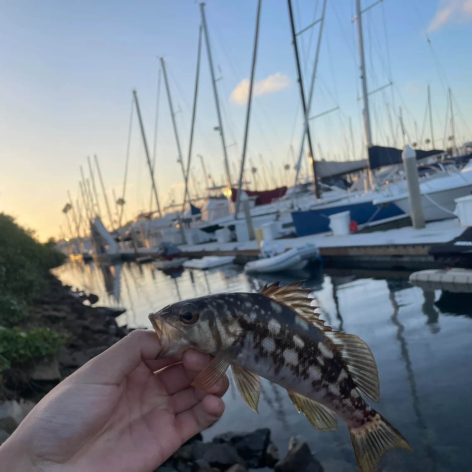 catch