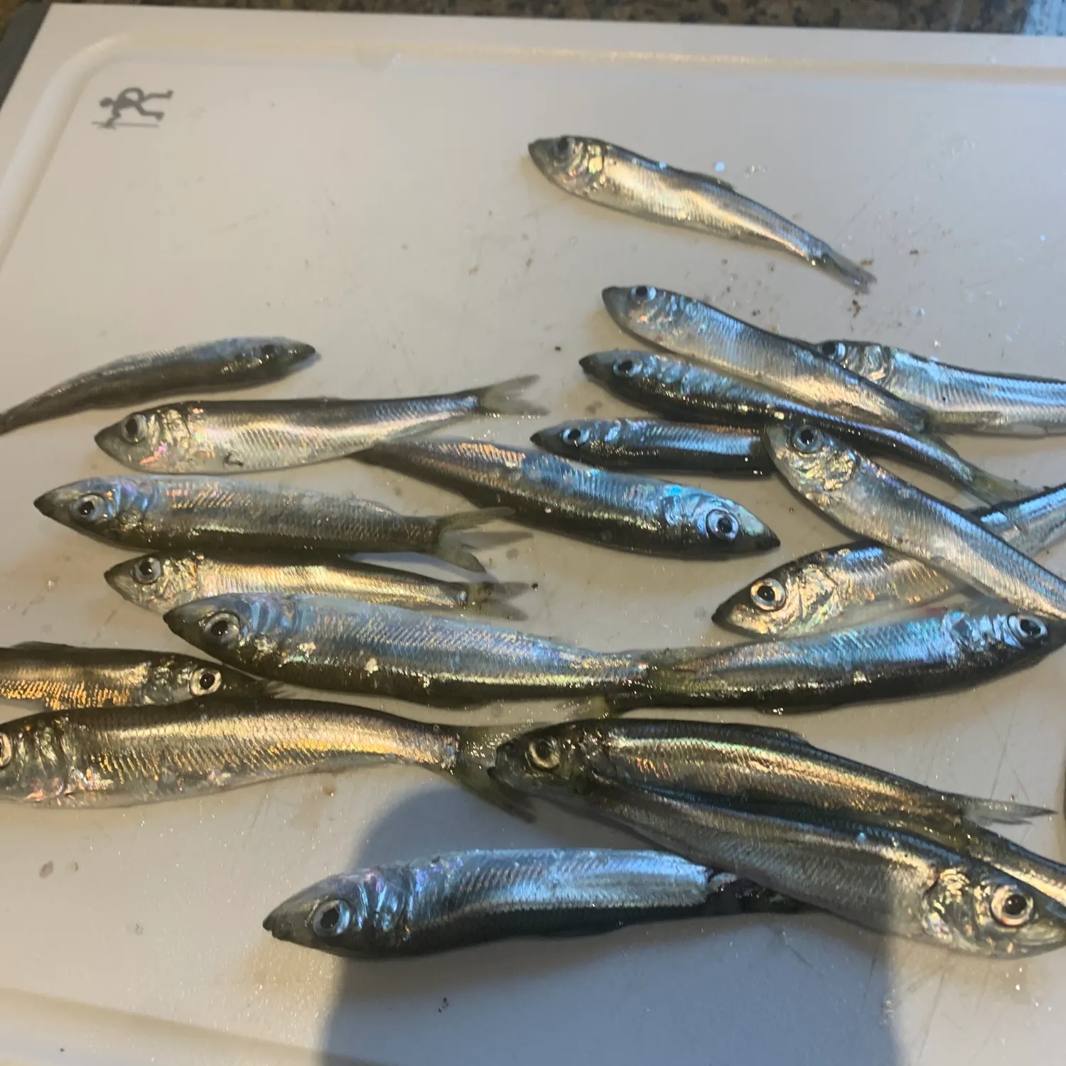 The most recent Pacific herring catches on Fishbrain