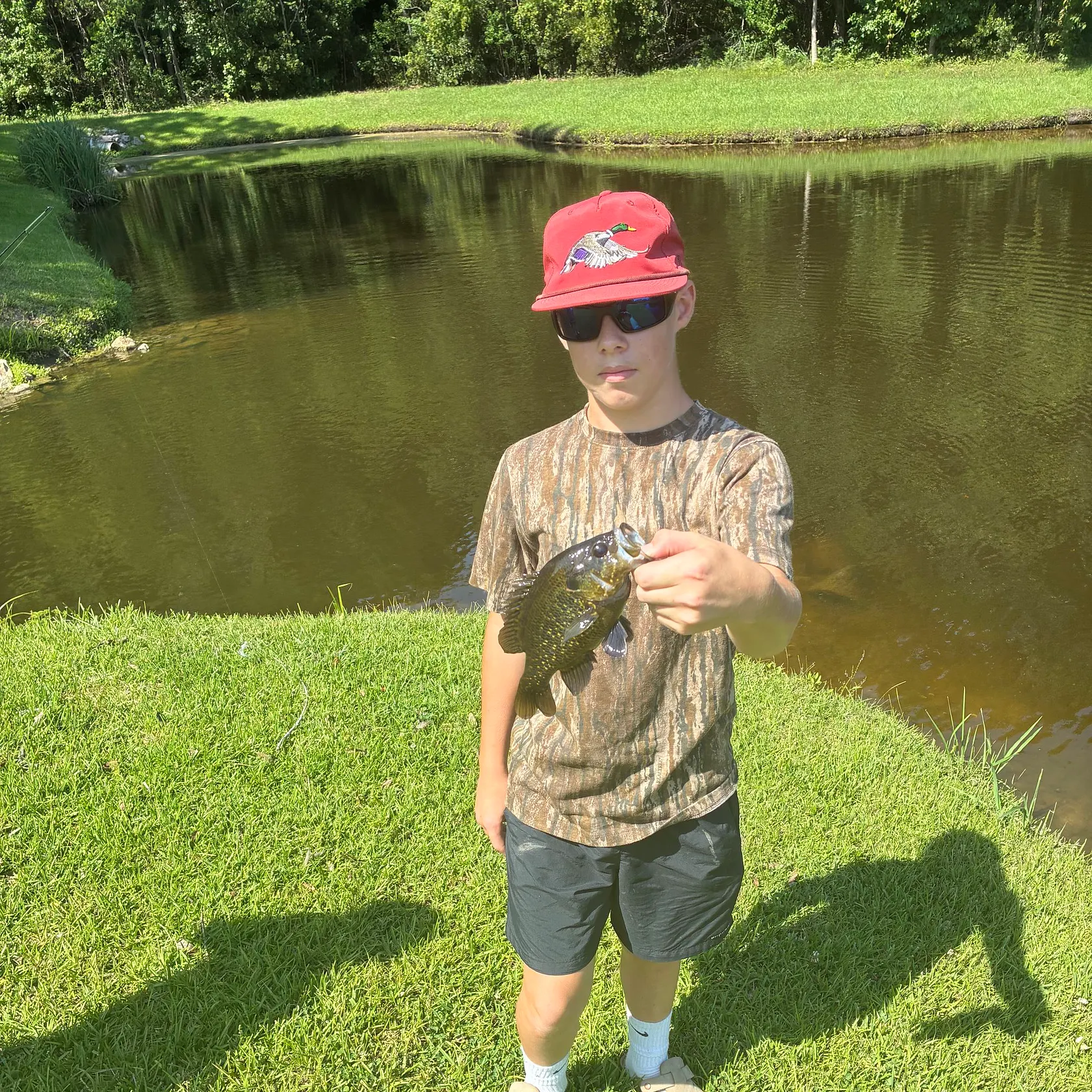 Warmouth caught on Fishbrain