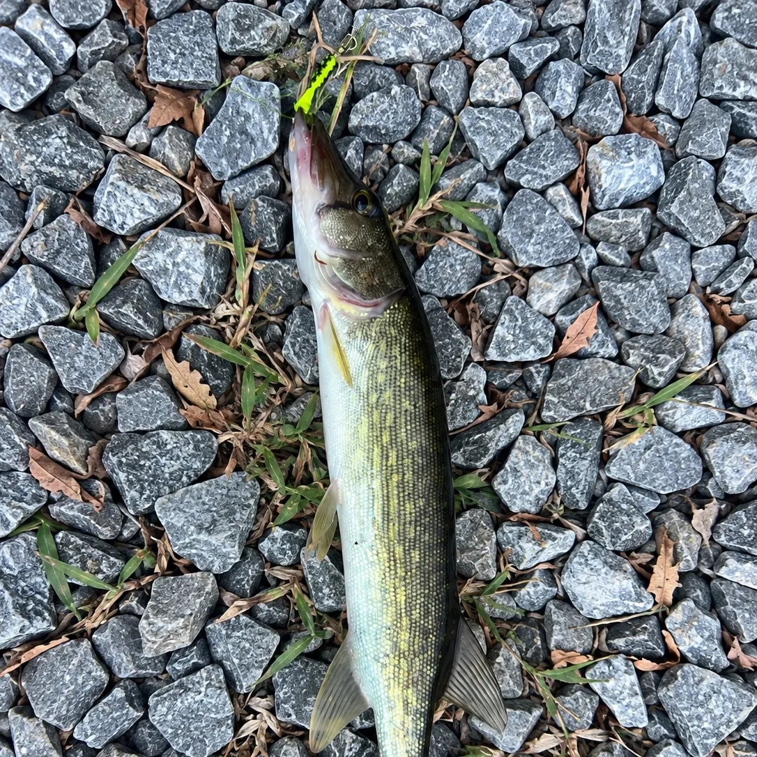 Chain pickerel caught on Fishbrain