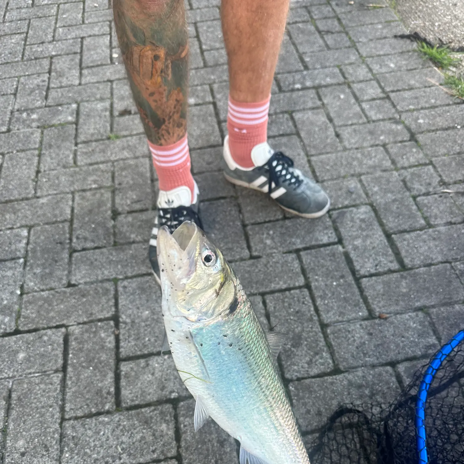 Fish caught on Fishbrain