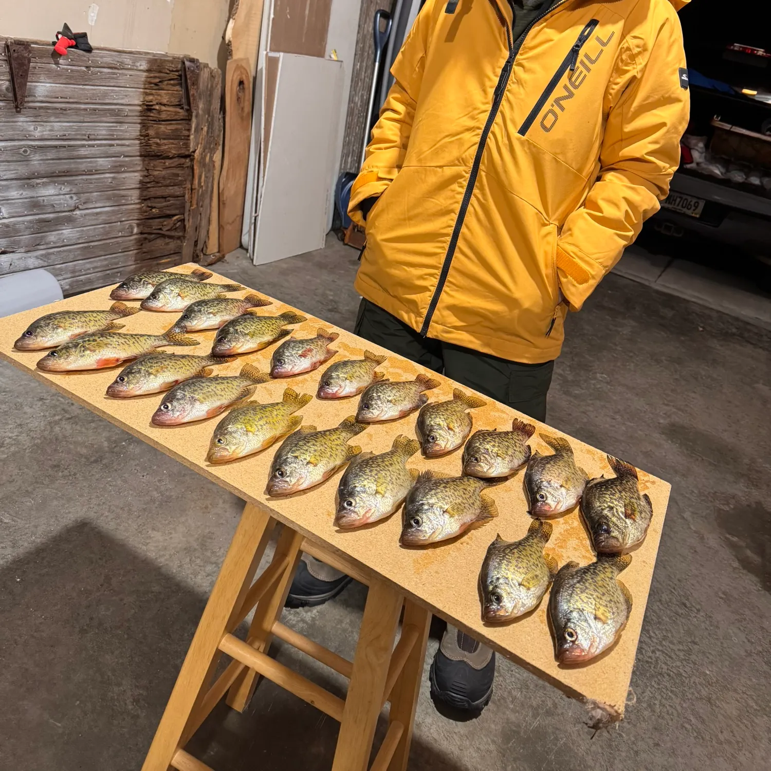 recently logged catches