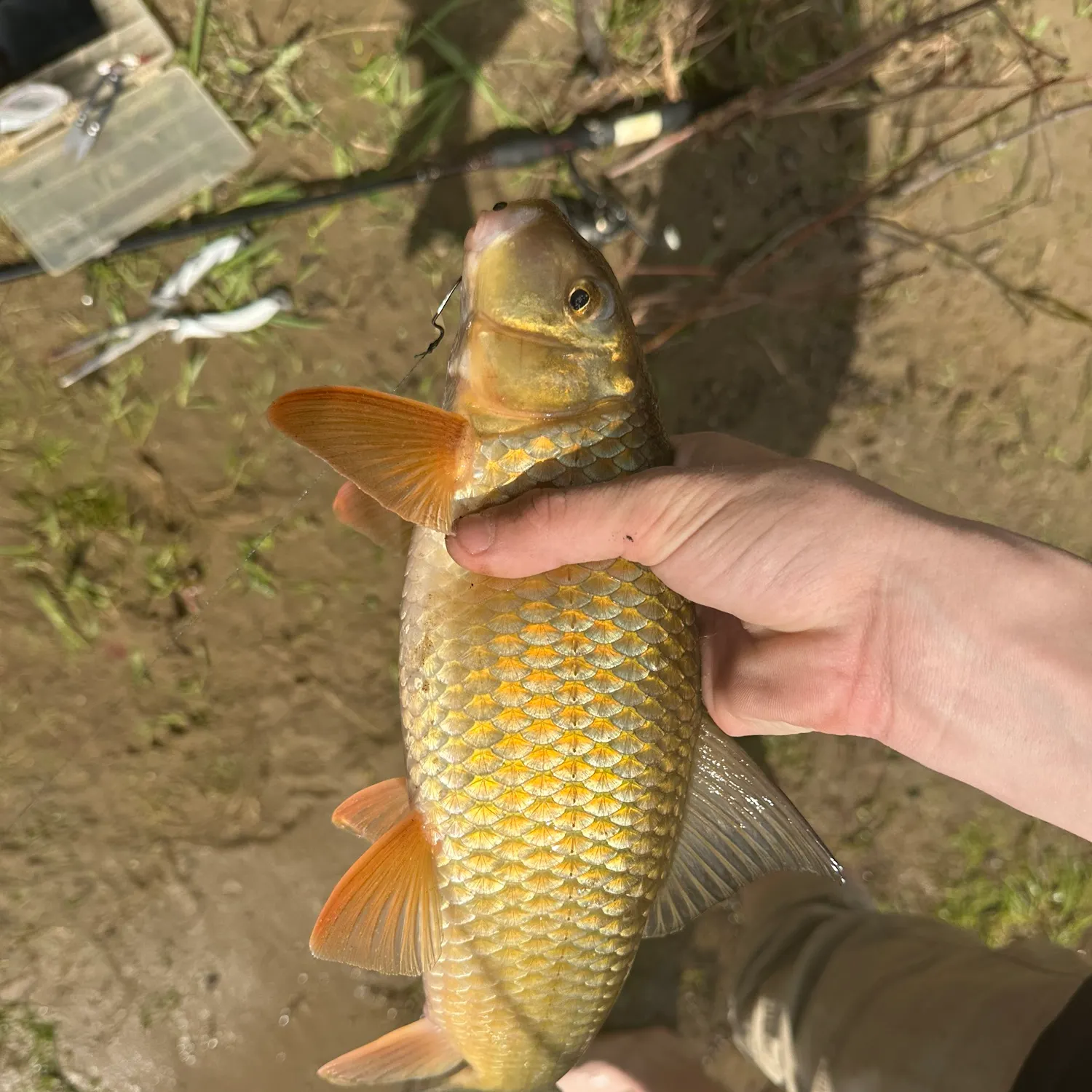 The most recent Silver redhorse catches on Fishbrain