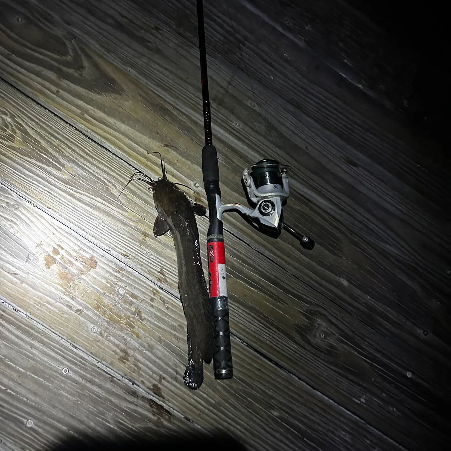 The most recent Walking catfish catches on Fishbrain