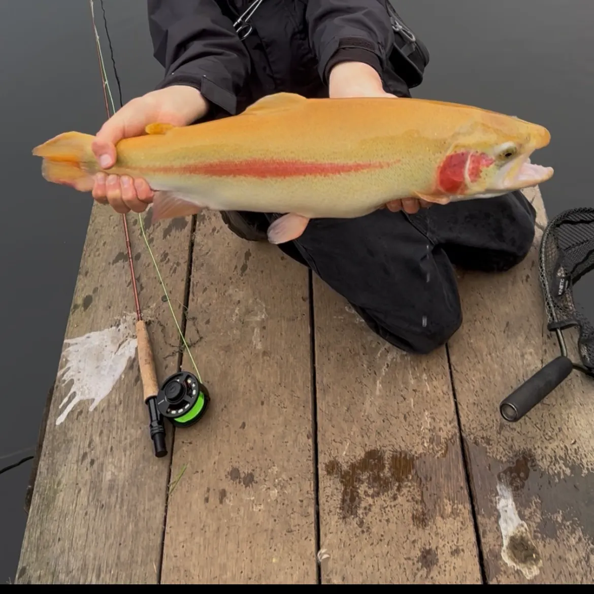 The most recent Golden rainbow trout catches on Fishbrain