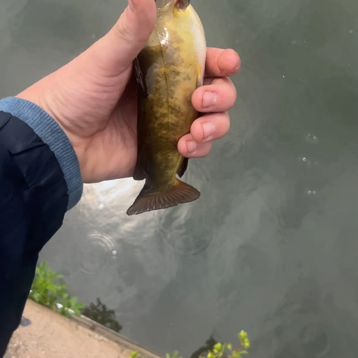 The most recent Yellow bullhead catches on Fishbrain