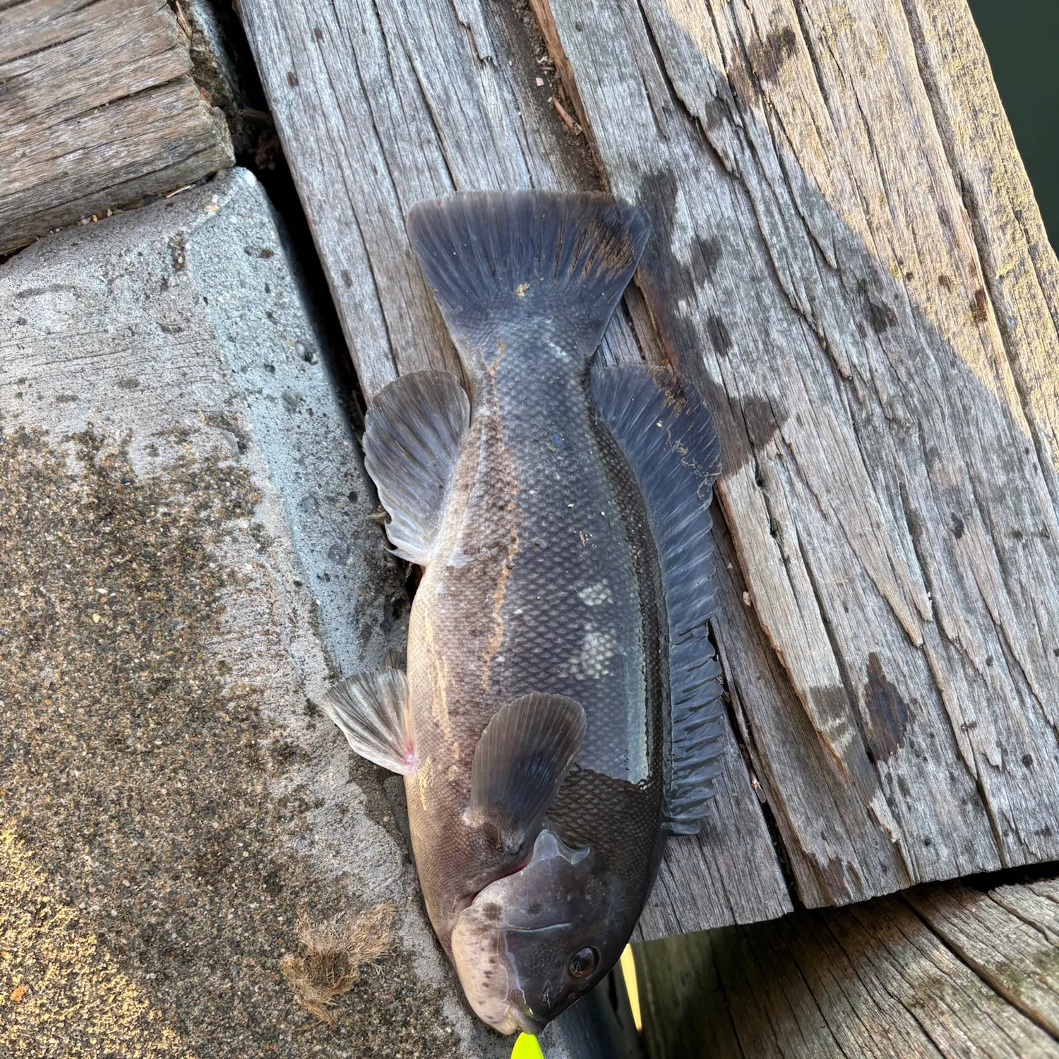 Tautog caught on Fishbrain