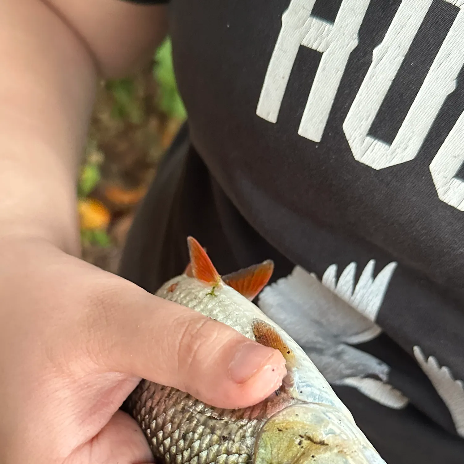 Common roach caught on Fishbrain