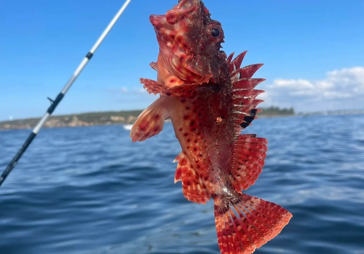 Small red scorpionfish