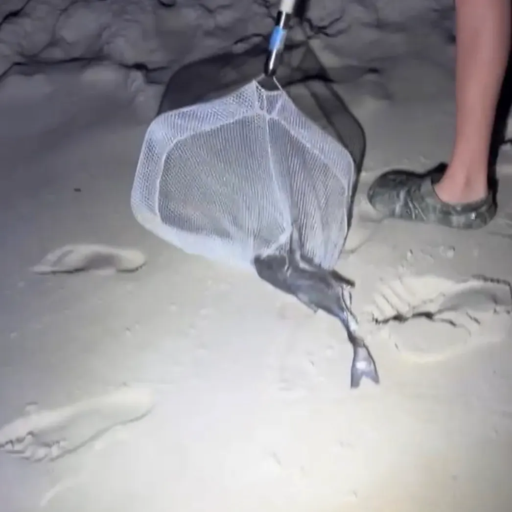 Hardhead sea catfish caught on Fishbrain