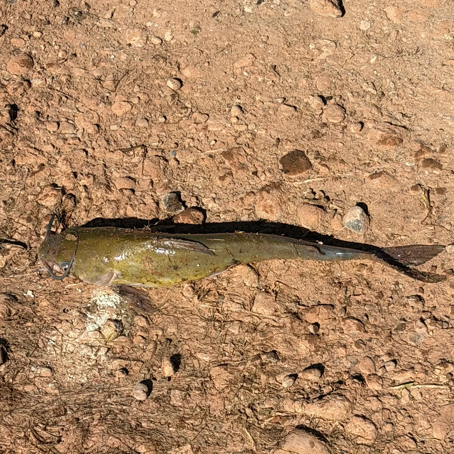 Channel catfish caught on Fishbrain