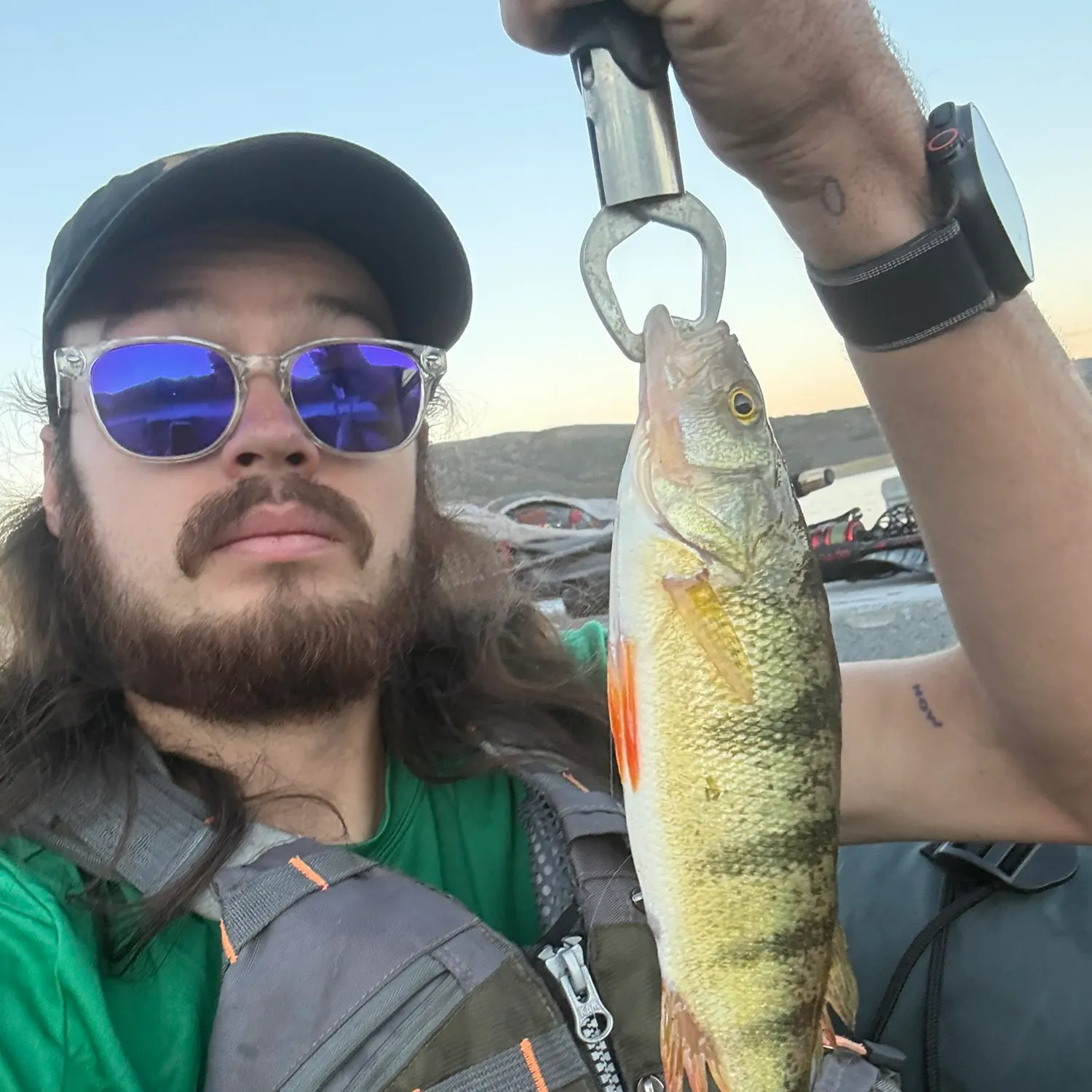Yellow perch caught on Fishbrain