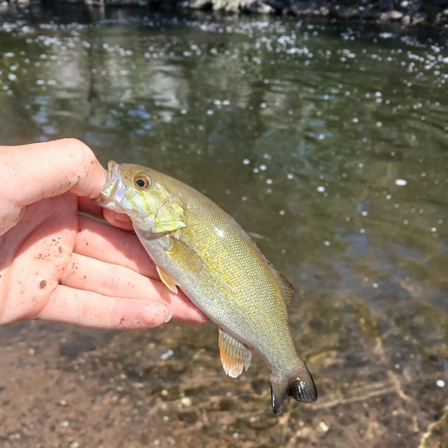 Smallmouth bass caught on Fishbrain
