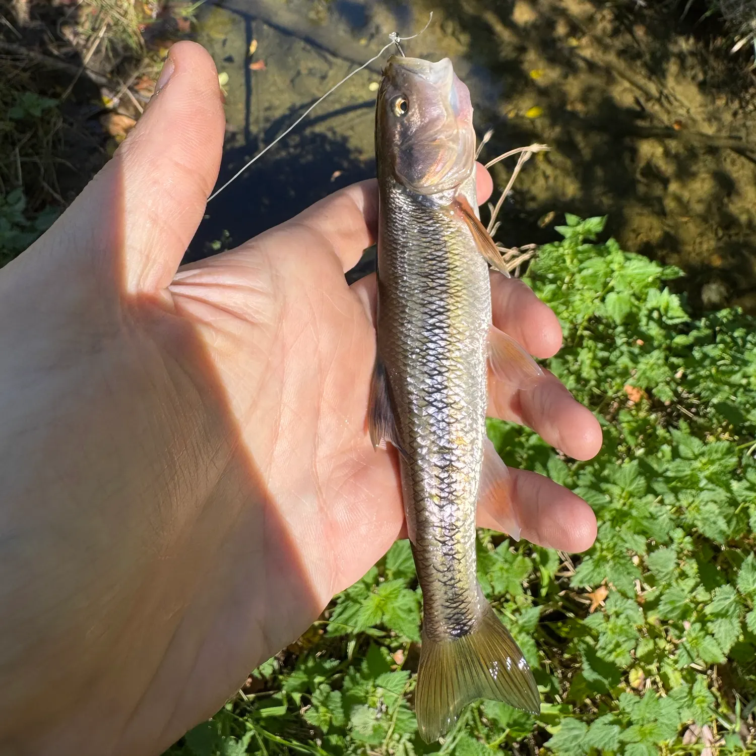 Creek chub caught on Fishbrain