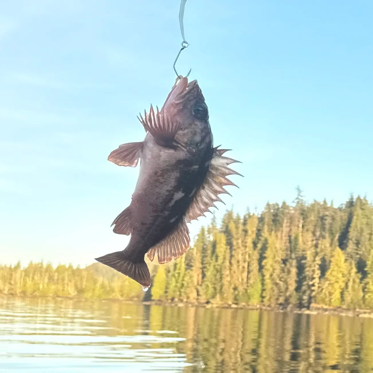 Copper rockfish caught on Fishbrain