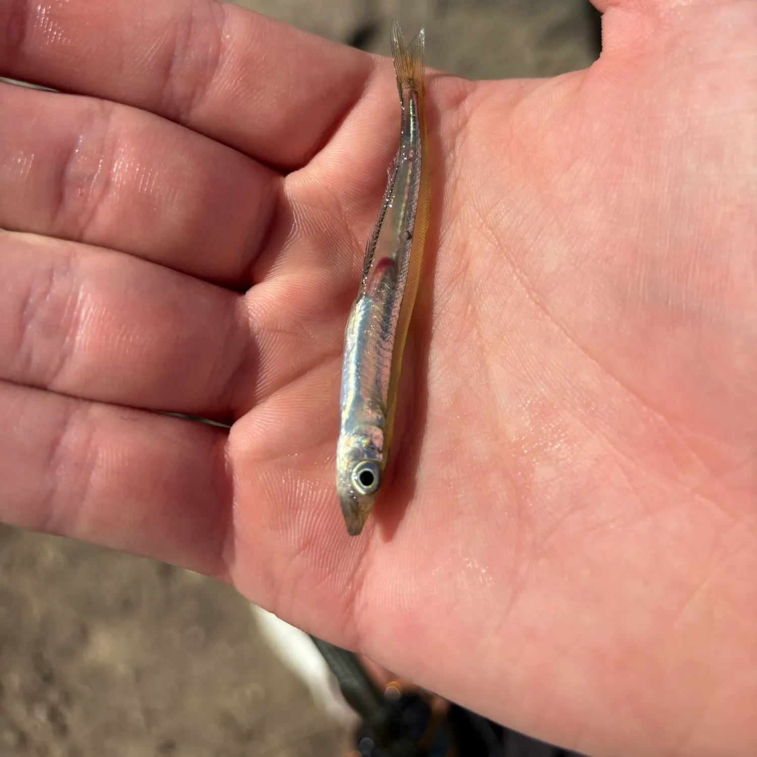 The most recent Stargazing minnow catches on Fishbrain