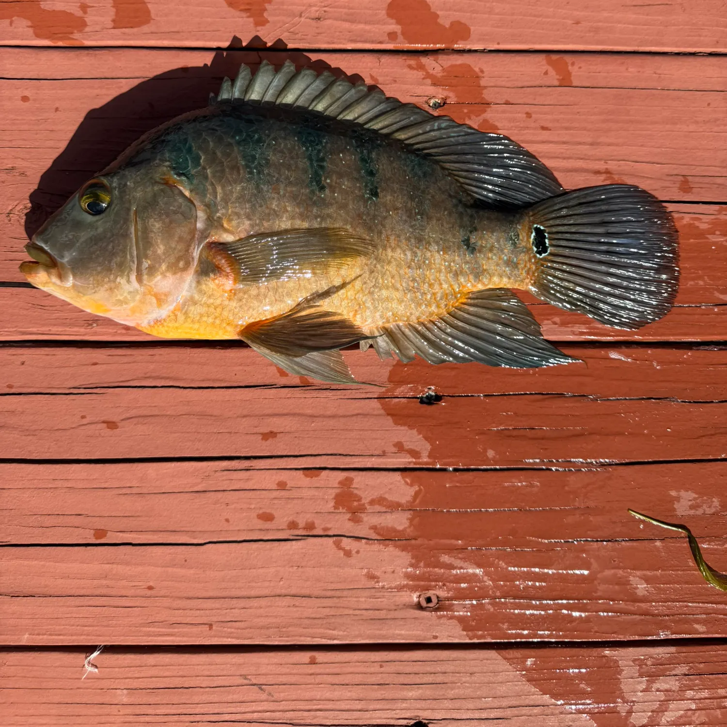 The most recent Mayan cichlid catches on Fishbrain