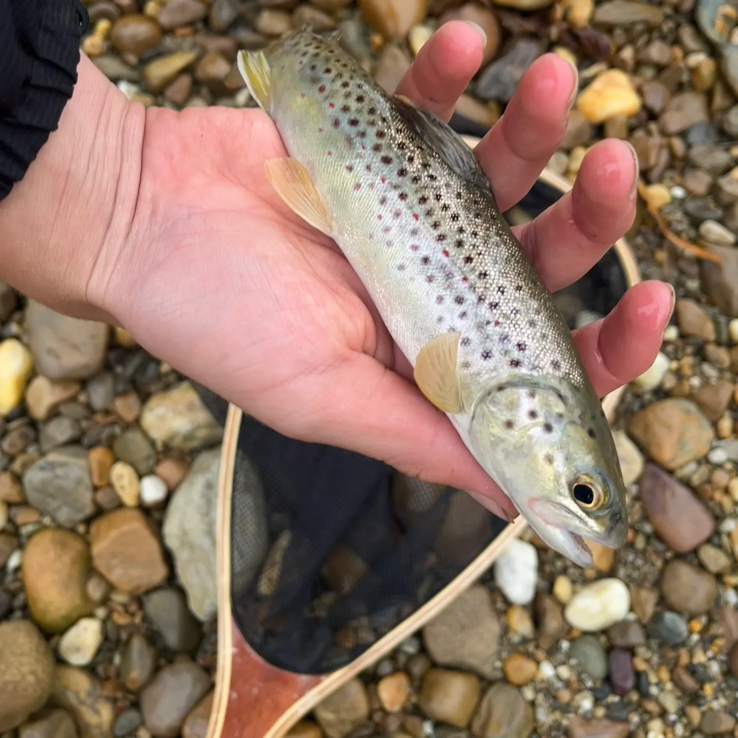Brown trout caught on Fishbrain