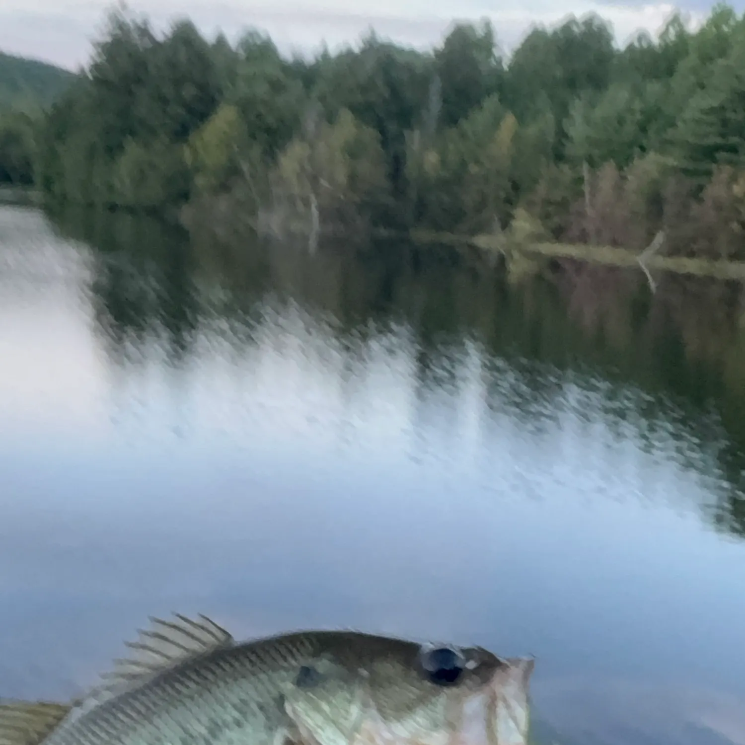 Fish caught on Fishbrain