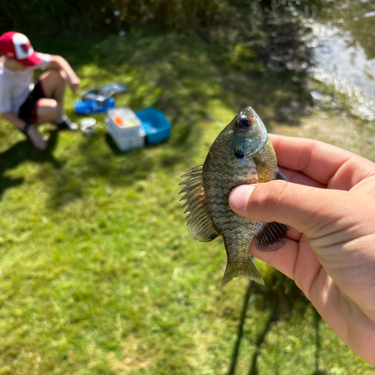 Bluegill caught on Fishbrain