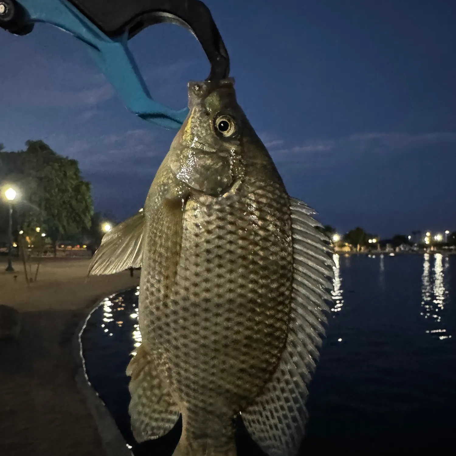 Nile tilapia caught on Fishbrain