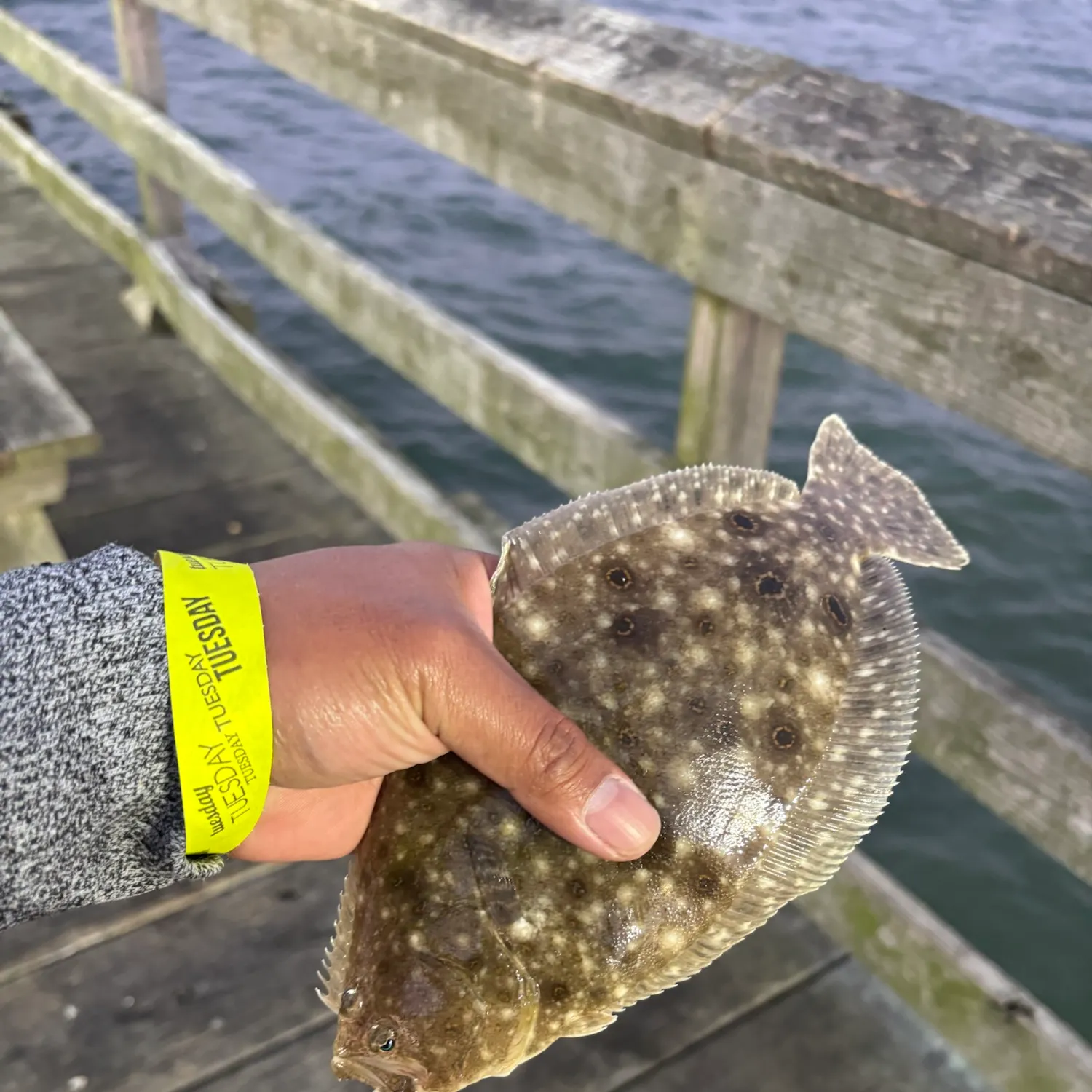 Summer flounder caught on Fishbrain