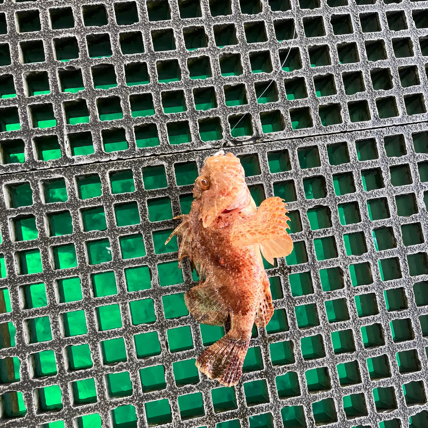 The most recent Common gurnard perch catches on Fishbrain