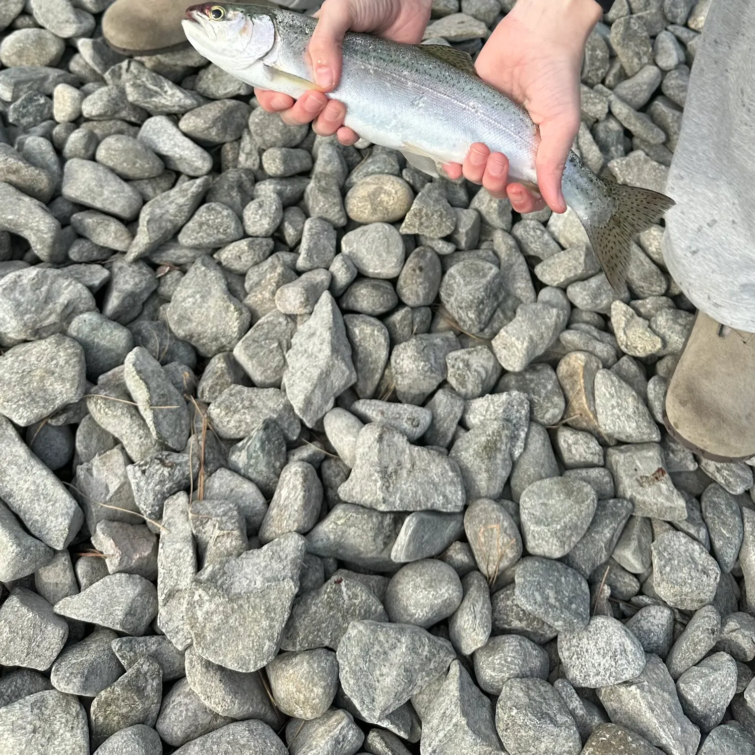 The most recent Rainbow trout catches on Fishbrain