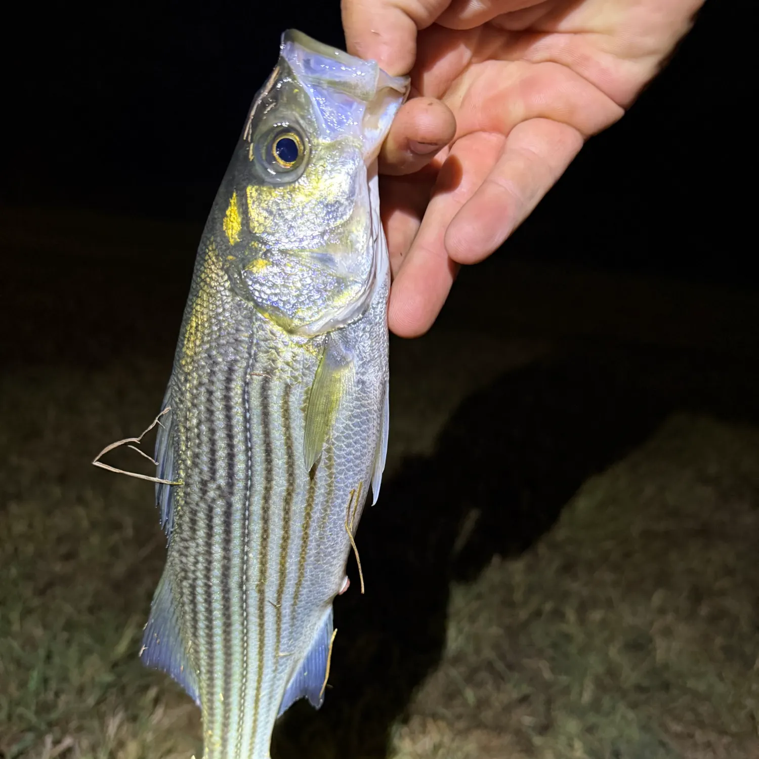 Striped bass caught on Fishbrain