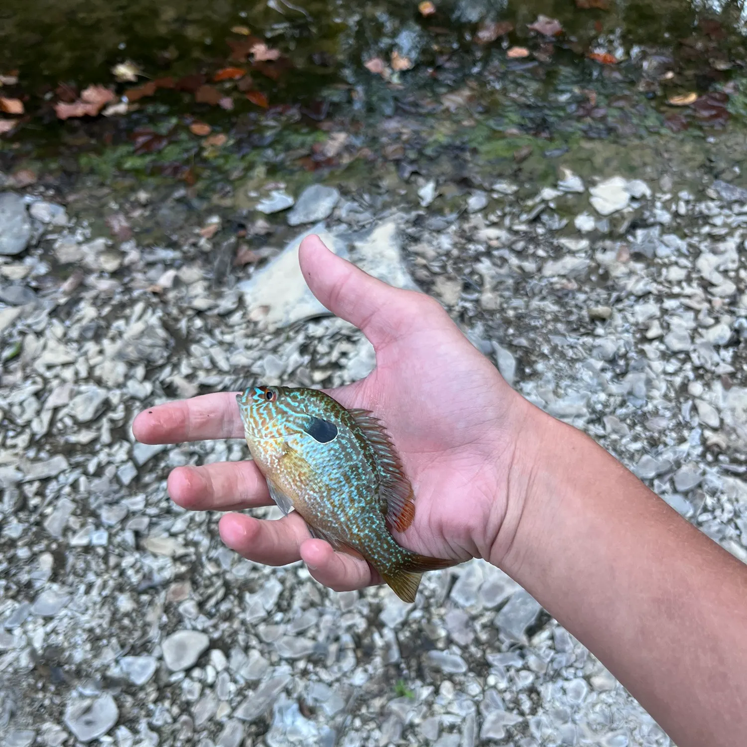Longear sunfish caught on Fishbrain