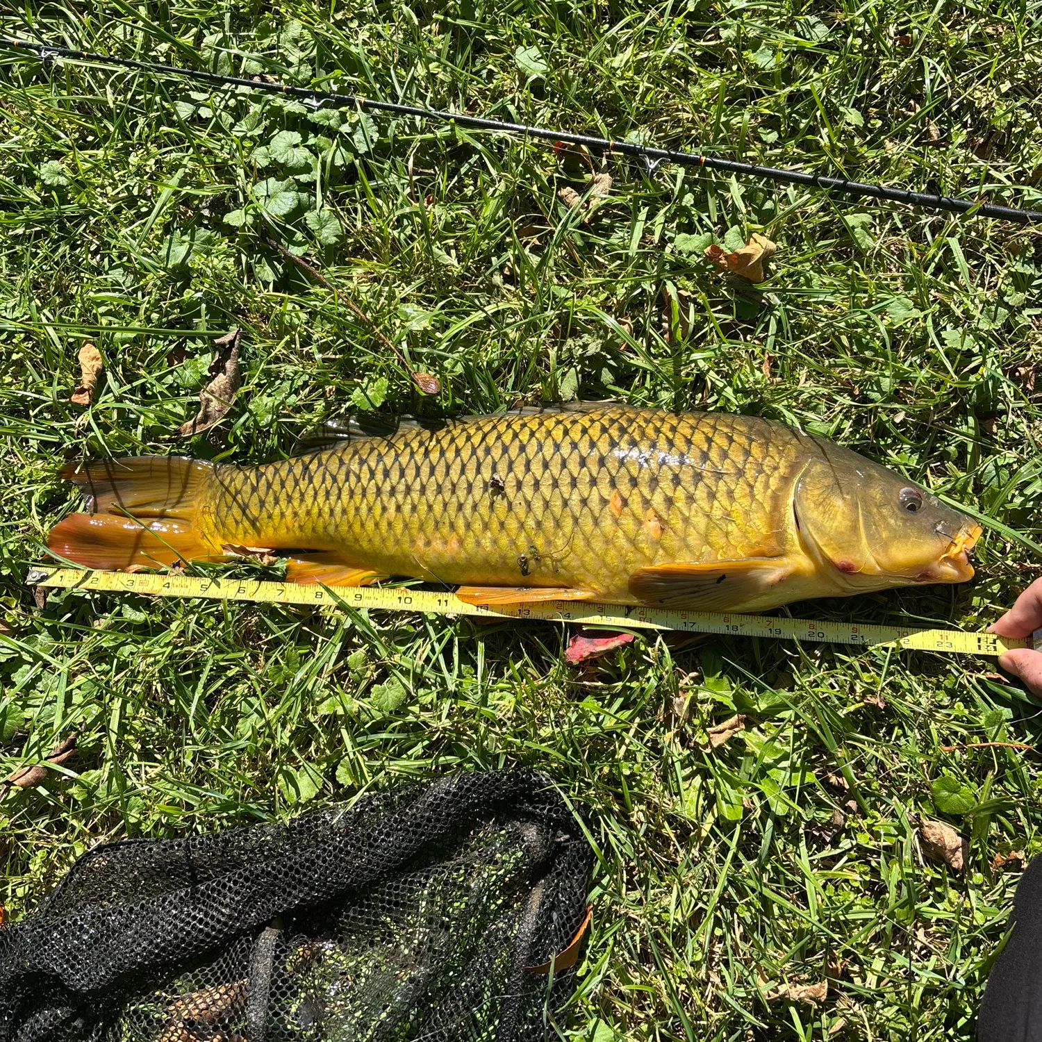 Common carp caught on Fishbrain