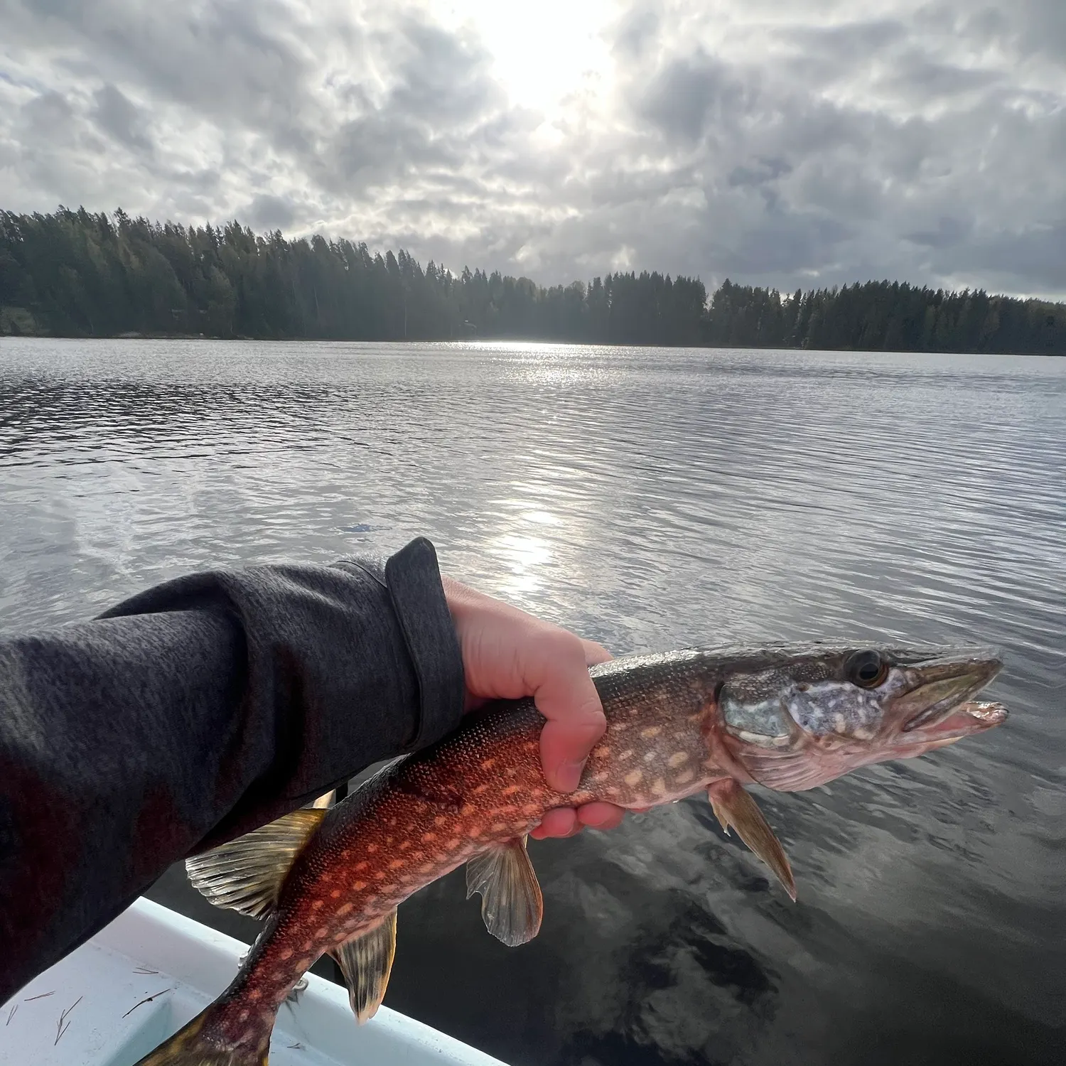 Northern pike caught on Fishbrain