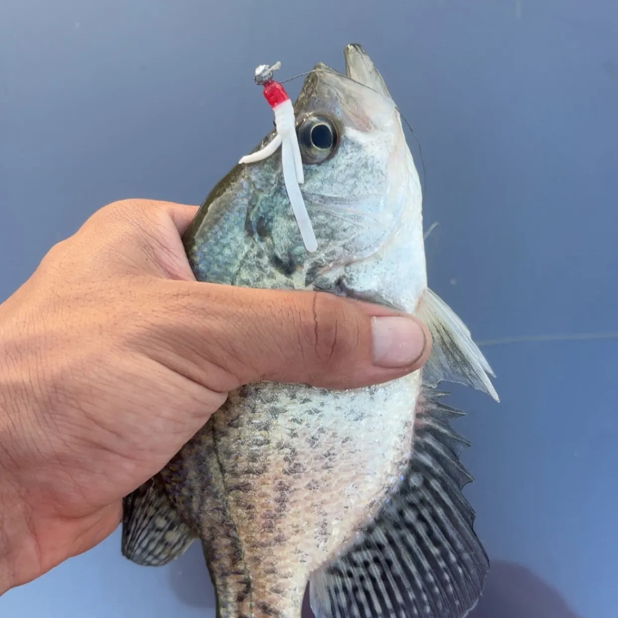 Black crappie caught on Fishbrain