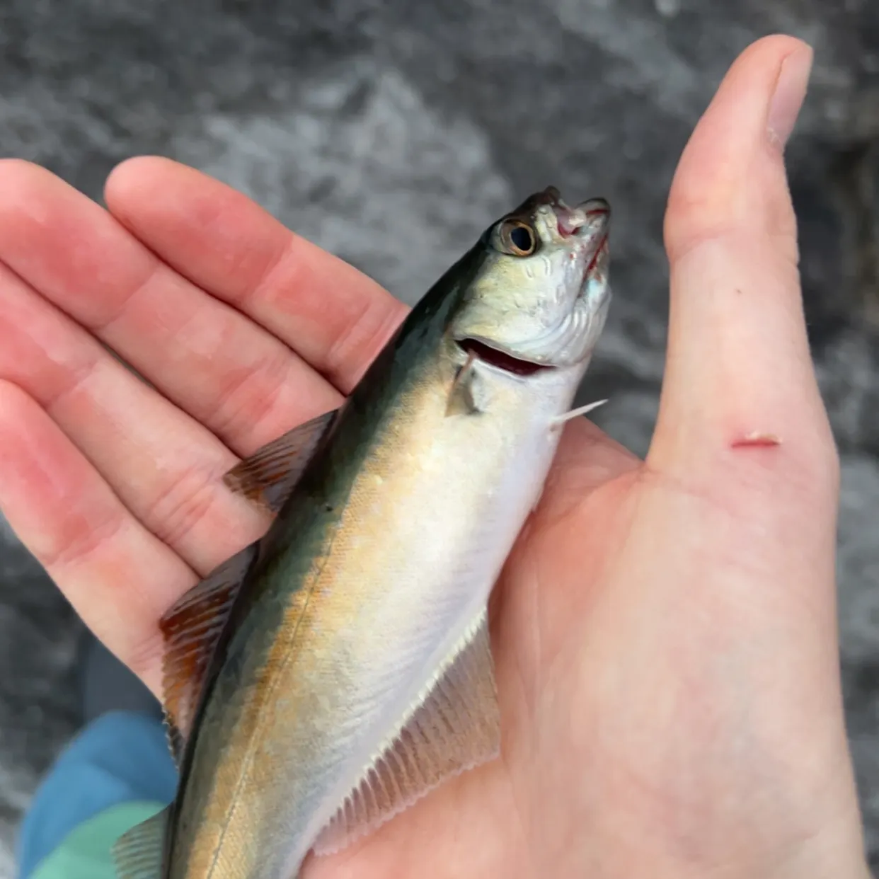 Atlantic pollock caught on Fishbrain