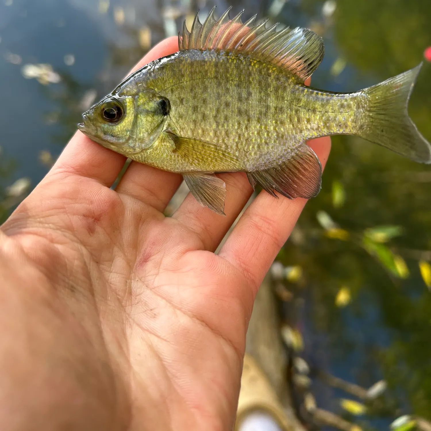 Bluegill caught on Fishbrain