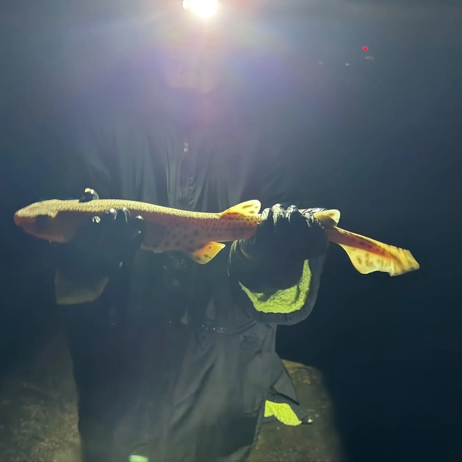 The most recent Lesser spotted dogfish catches on Fishbrain