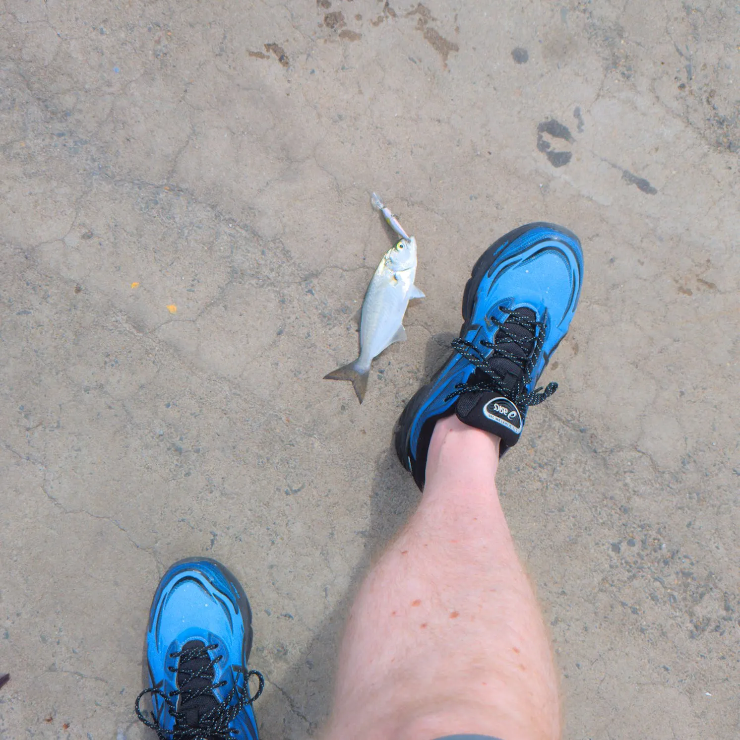 Bluefish caught on Fishbrain