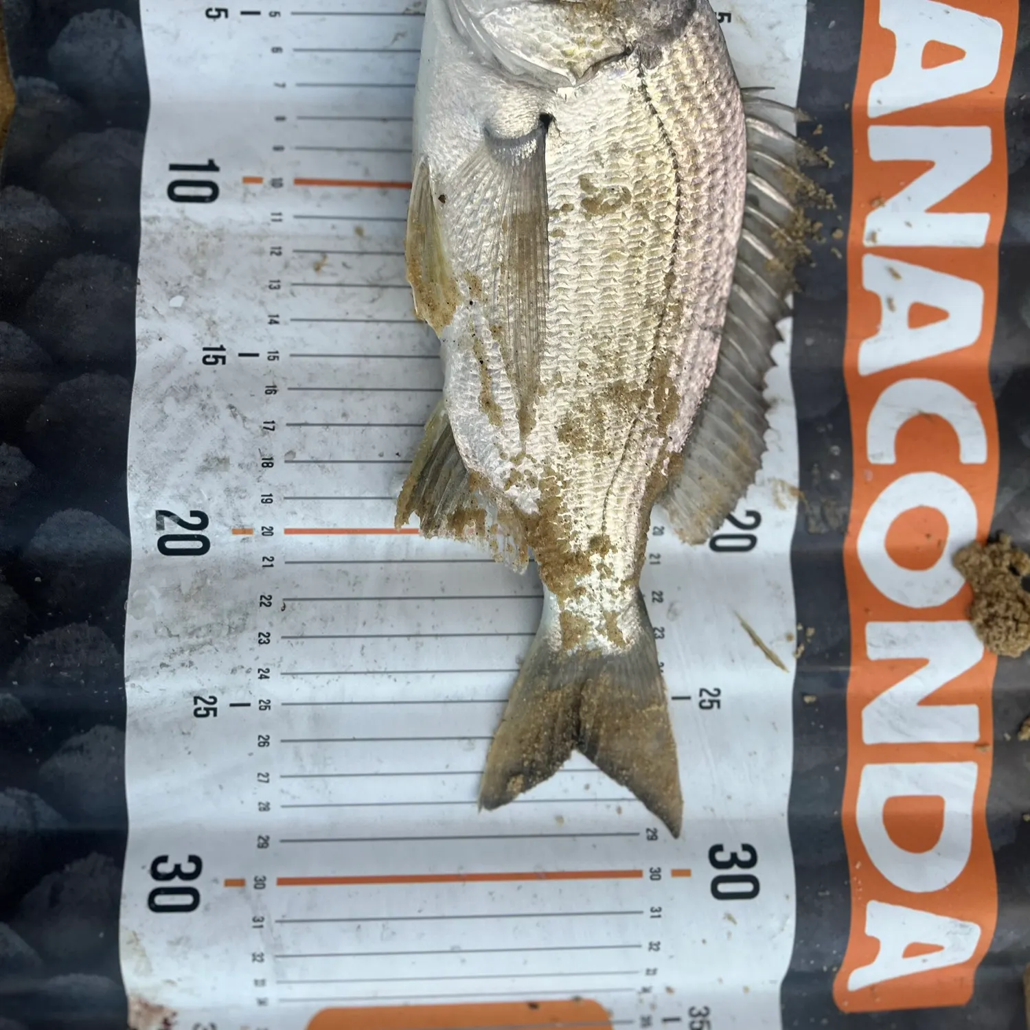 The most recent Surf bream catches on Fishbrain