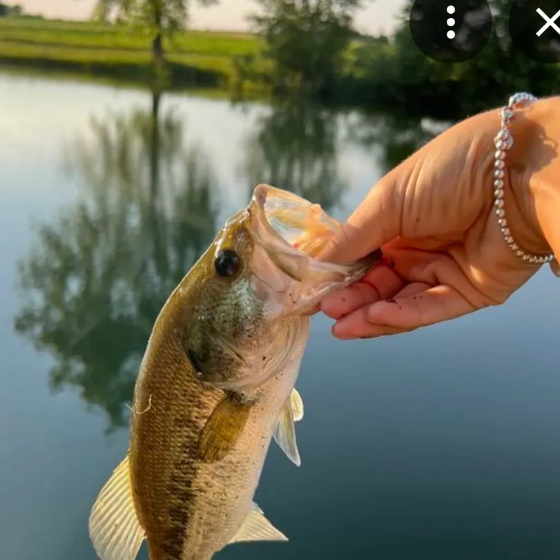 Largemouth bass caught on Fishbrain