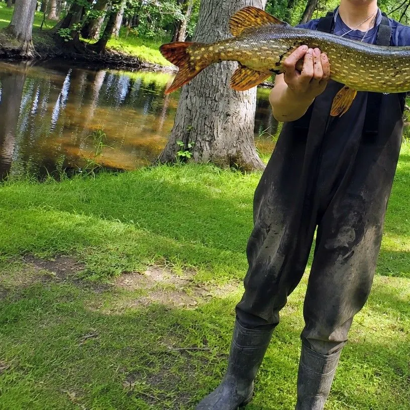 Northern pike caught on Fishbrain