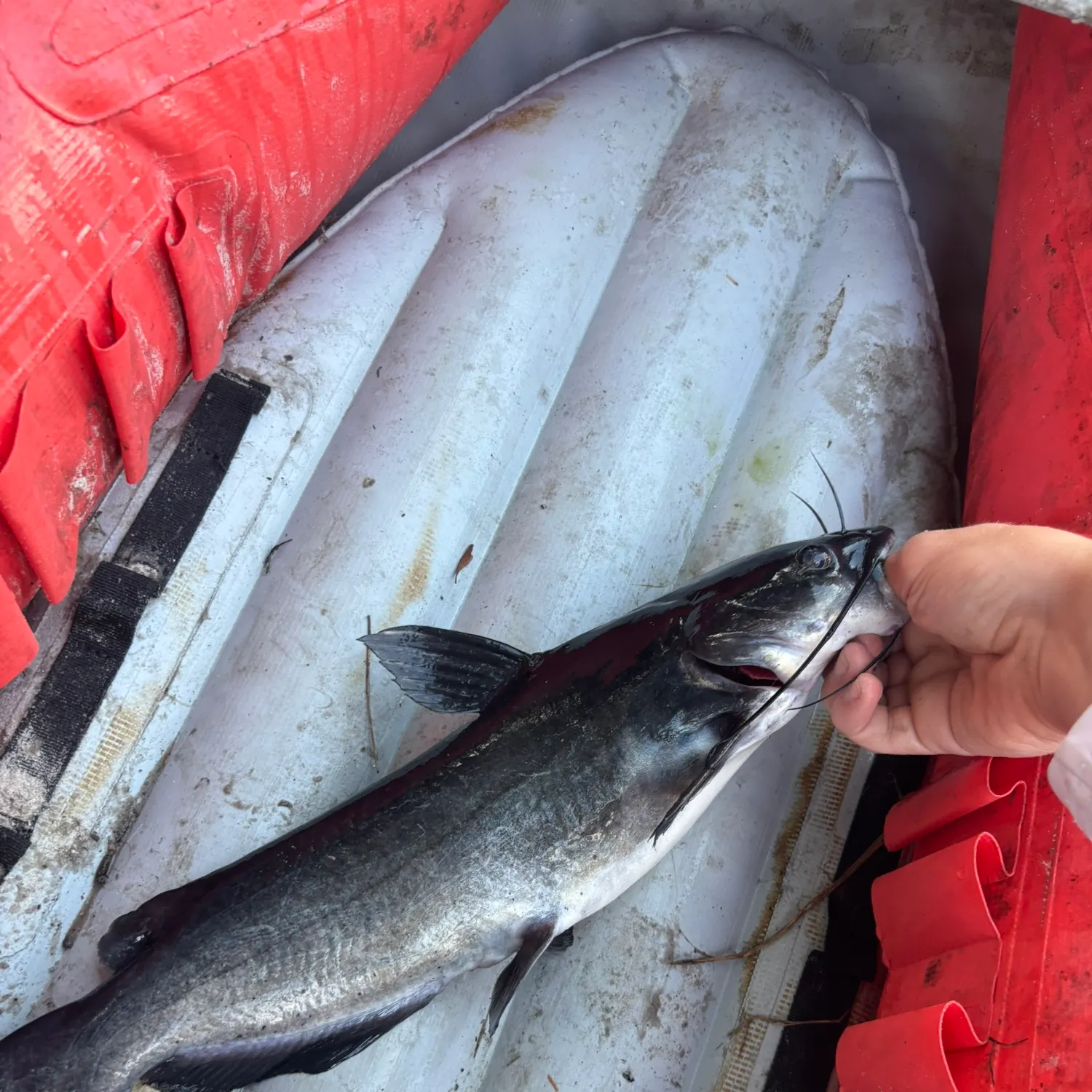 Channel catfish caught on Fishbrain