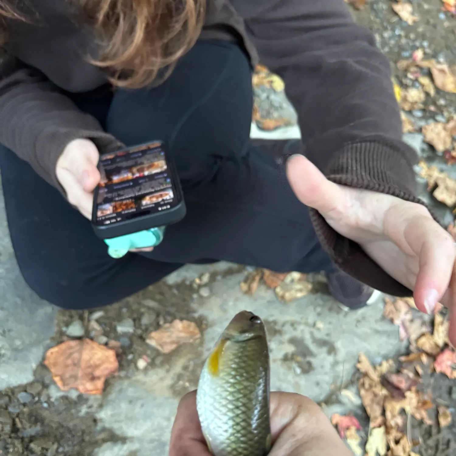 River chub caught on Fishbrain