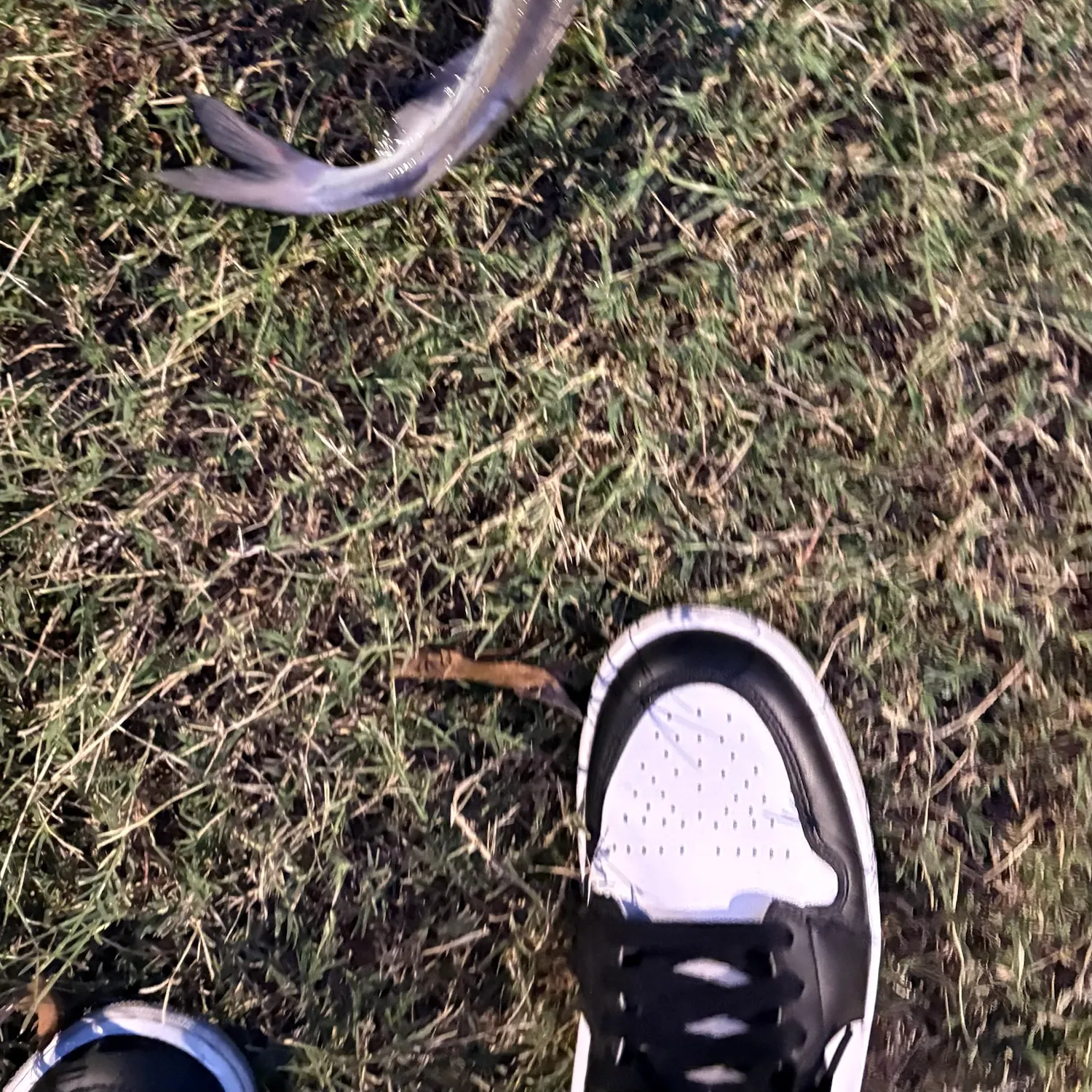 Channel catfish caught on Fishbrain