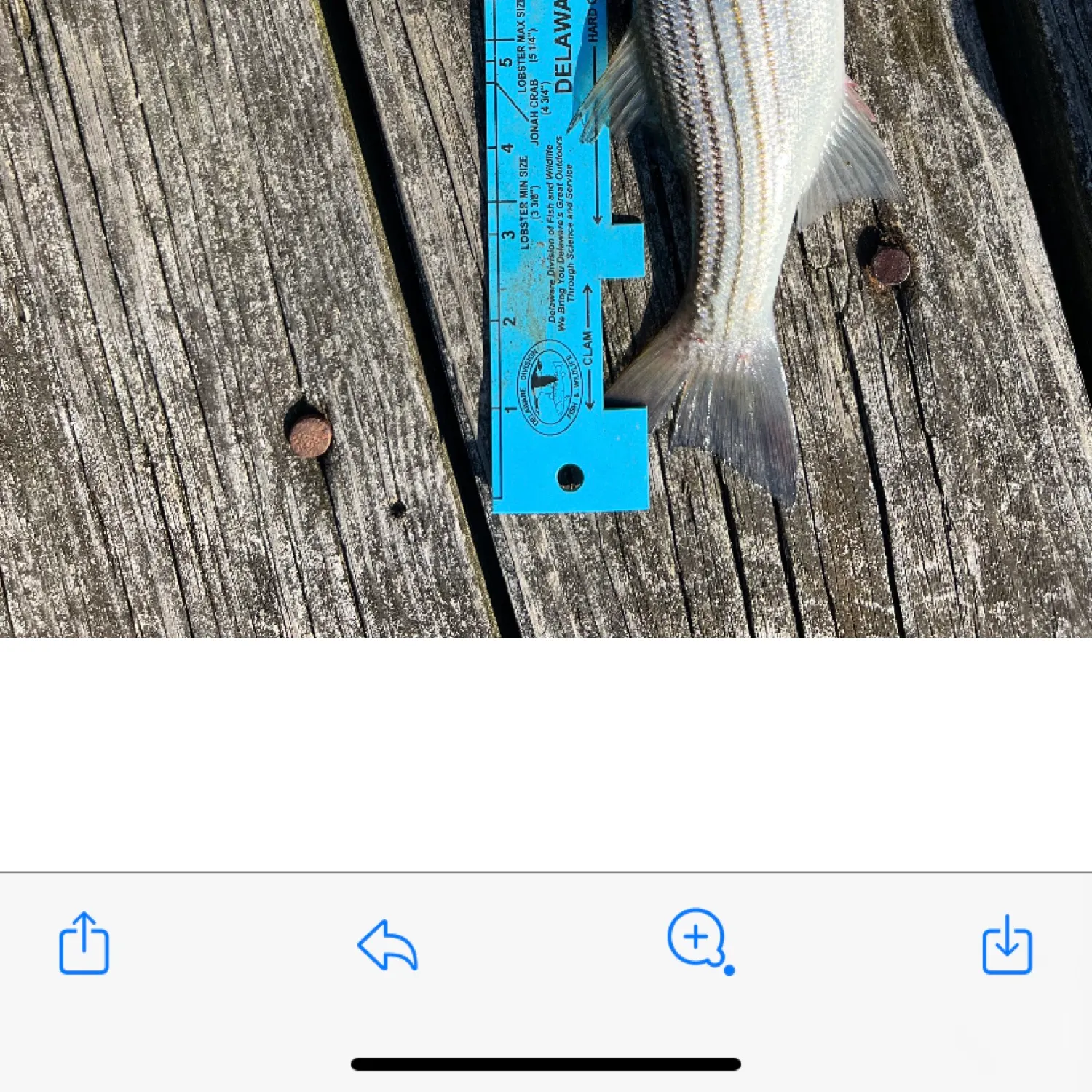 recently logged catches