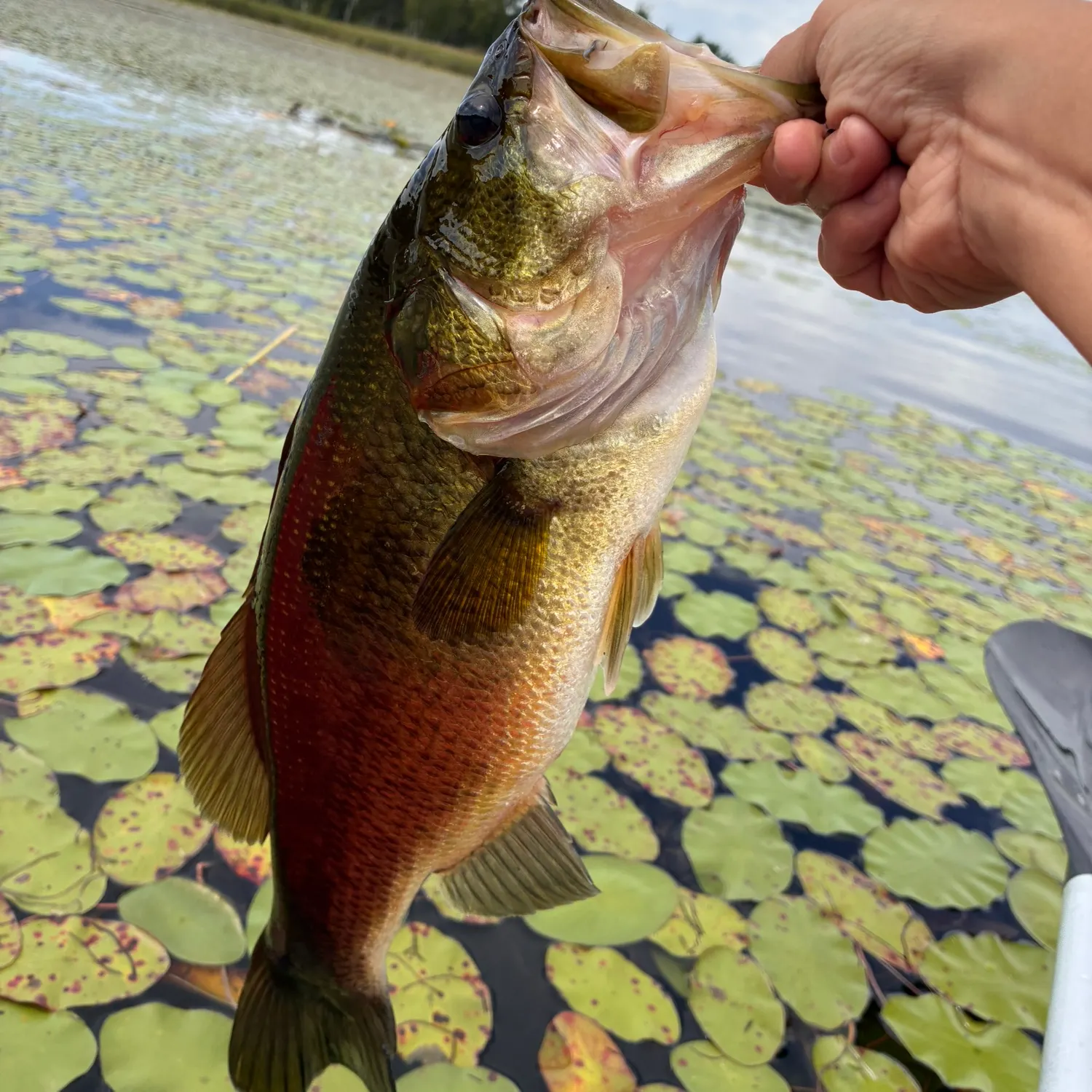 Fish caught on Fishbrain