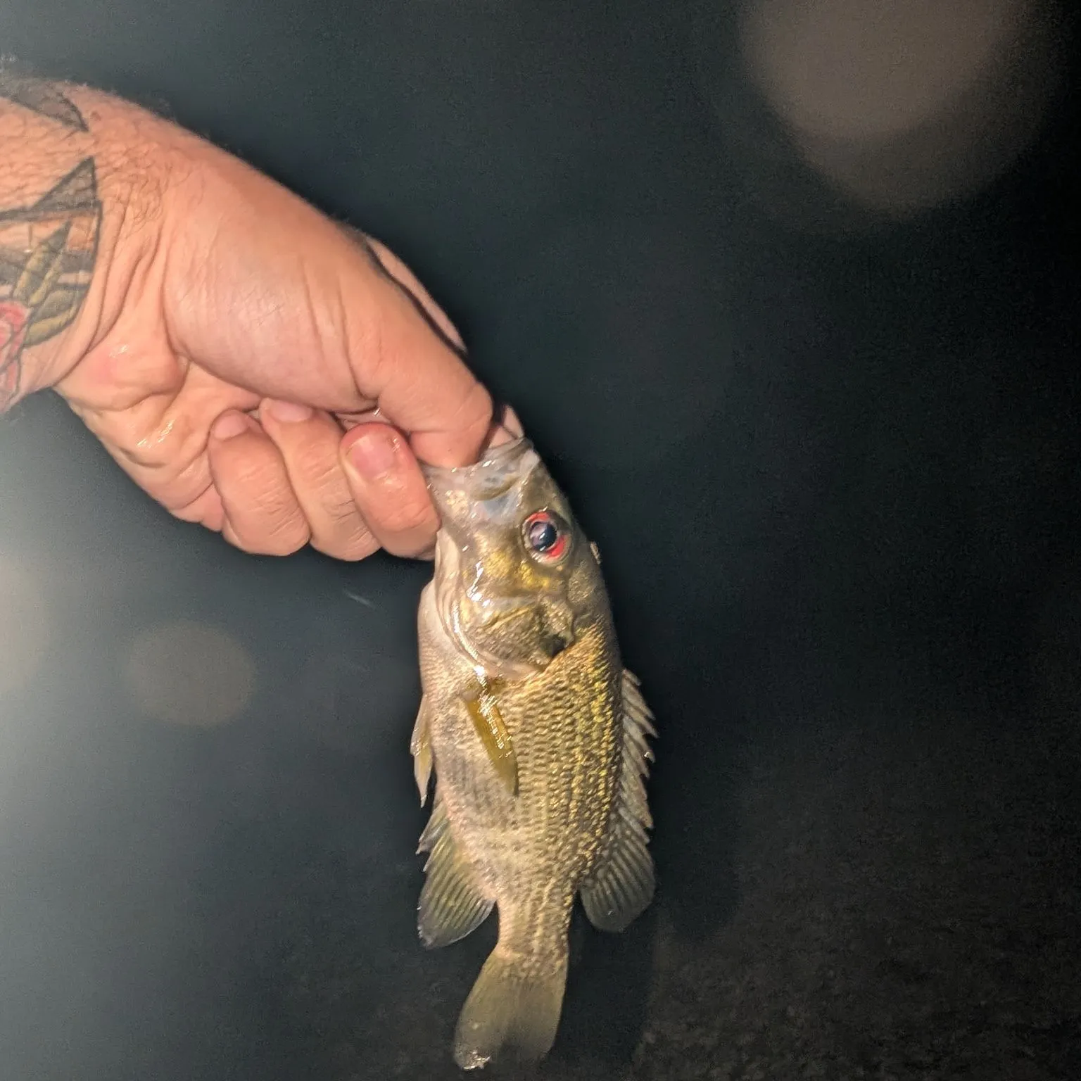Rock bass caught on Fishbrain
