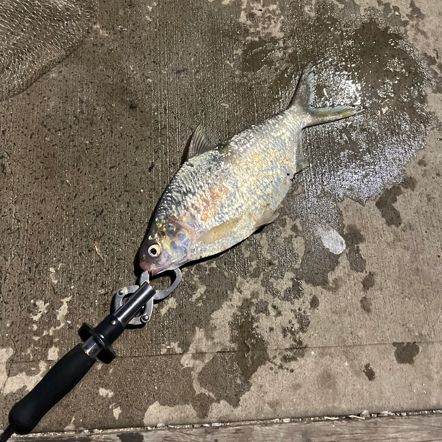The most recent Australian river gizzard shad catches on Fishbrain