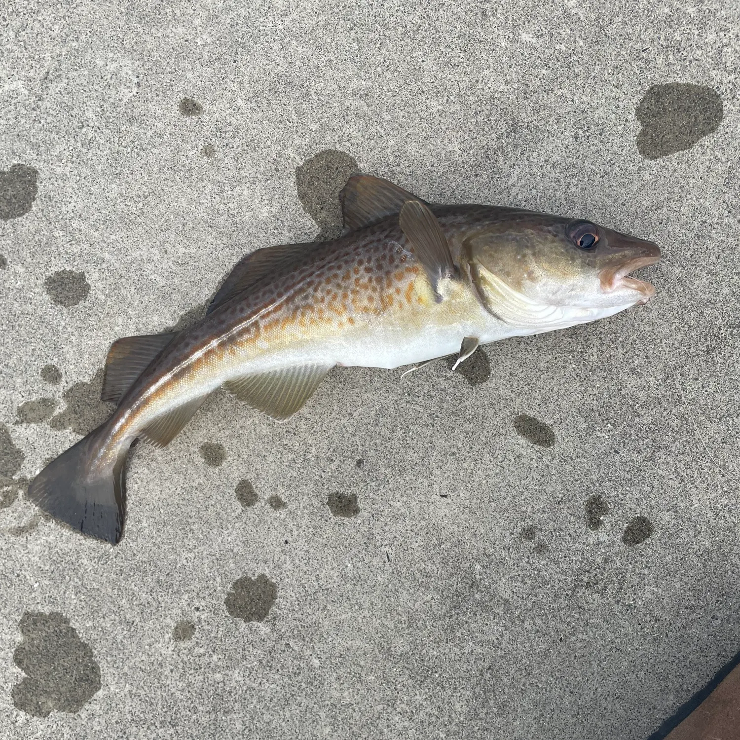 Atlantic cod caught on Fishbrain