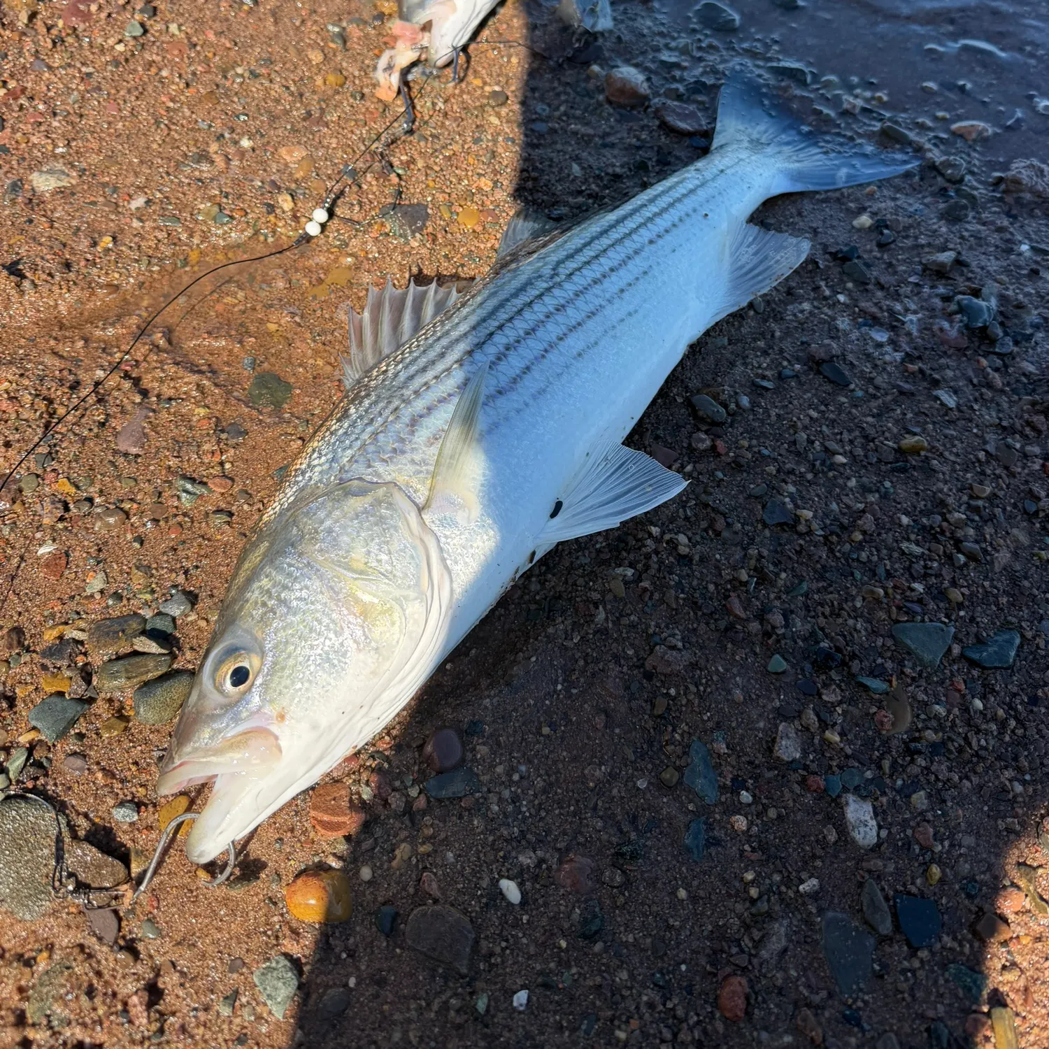 Striped bass caught on Fishbrain